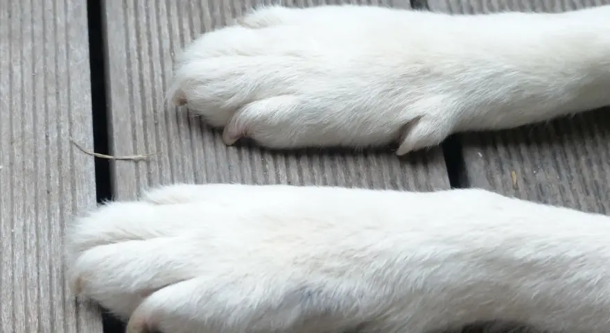 Dwa białe, puszyste łapy psa leżą na drewnianej desce. Zastanawiasz się, ile palców ma pies?