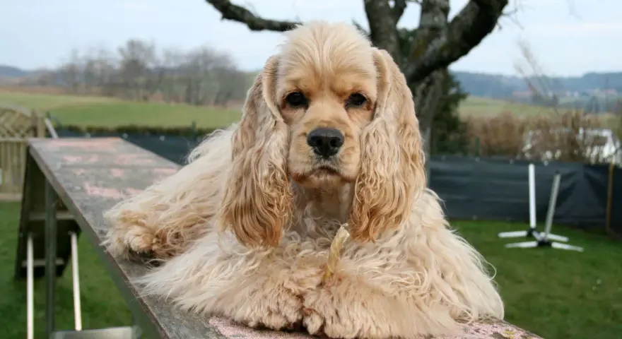 Uroczy cocker spaniel, jedna z wielu odmian tej rasy, leży na drewnianej kładce, gryząc przysmak.