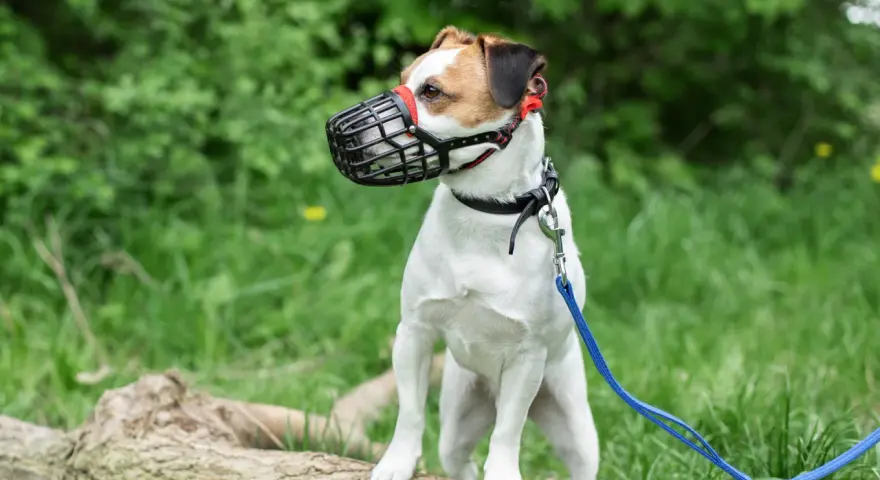 Mały piesek w kagańcu, biało-brązowy Jack Russell Terrier, stoi na powalonym drzewie w zielonym lesie.