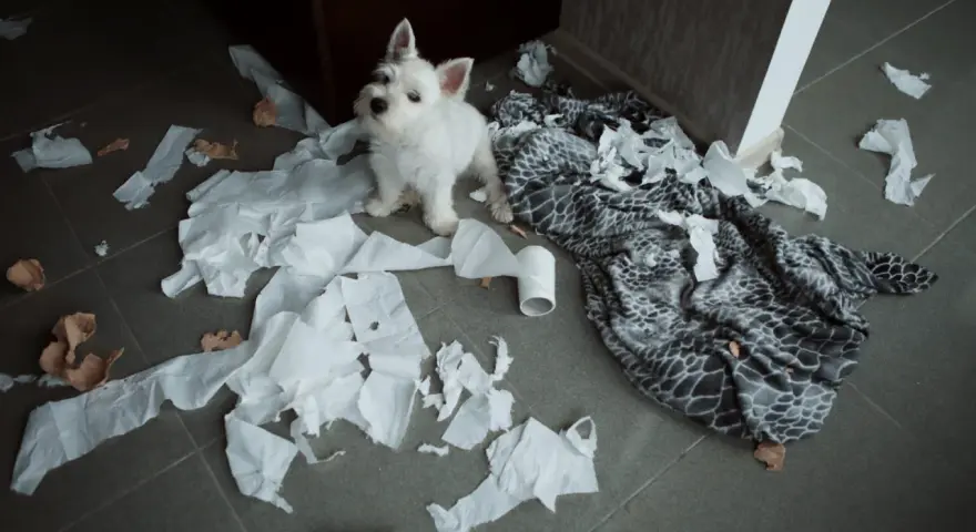 Mały szczeniak sam w domu 8 godzin. Zostawił za sobą bałagan z papieru i koc.