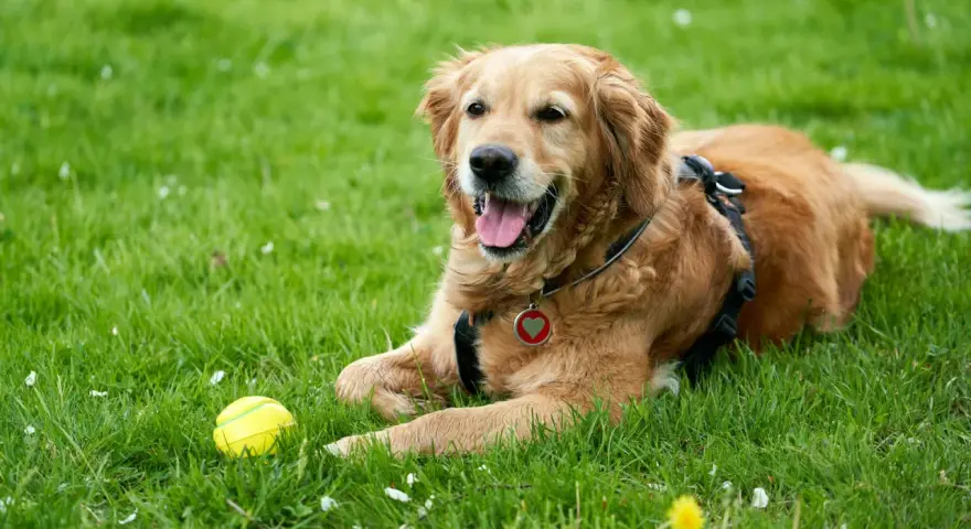 Złoty retriever leży na trawie obok żółtej piłki. Idealny moment, by zacząć uczyć psa aportować!