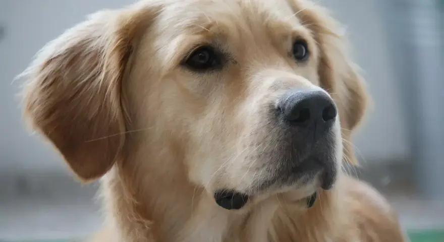 Piękny golden retriever o ciepłych, złotych kolorach sierści, z czarnym nosem i bystrymi oczami.
