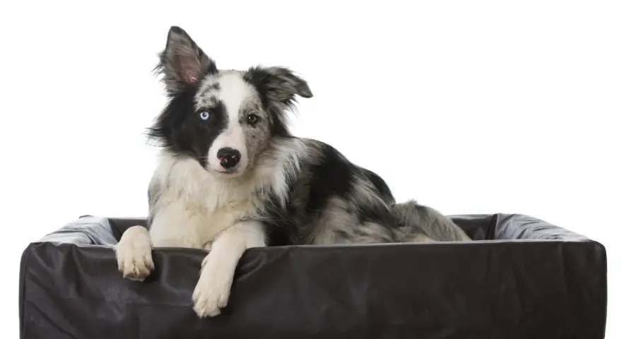 Pies rasy Border Collie z heterochromią, leżący w brązowym legowisku. Jego jedno oko jest niebieskie, drugie brązowe. Wygląda jakby miał ADHD u psa, ale to tylko jego czujność.