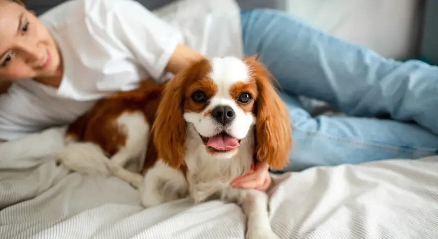 Uśmiechnięta dziewczyna głaszcze Cavaliera King Charles Spaniela, jedną z uroczych ras psów, leżącego na łóżku.