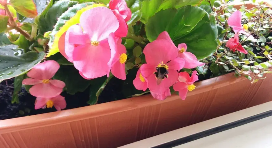 Różowe begonie w doniczce, z pszczołą na kwiatku. Czy begonia jest trująca dla kota?