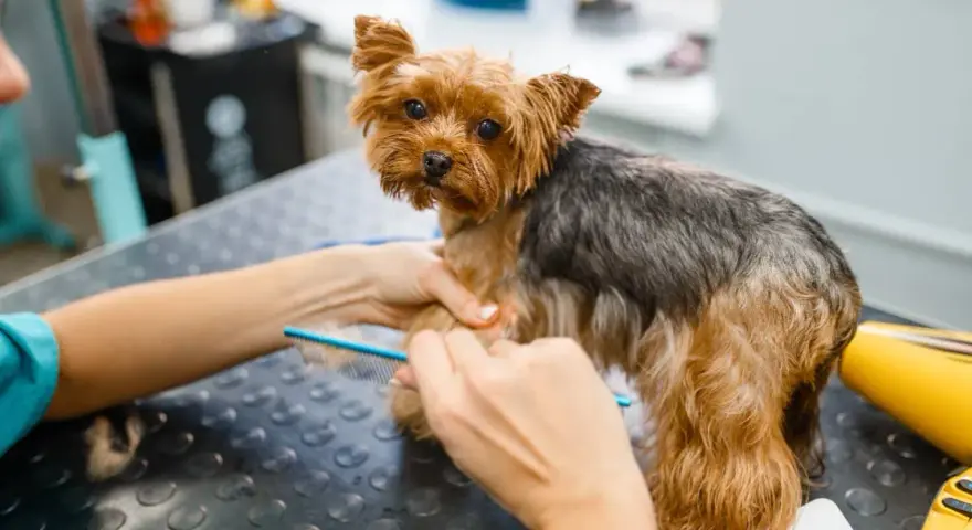 Yorkshire terrier czesany grzebieniem. Domowe sposoby na kołtuny u psa to regularne szczotkowanie, aby sierść była gładka i lśniąca.