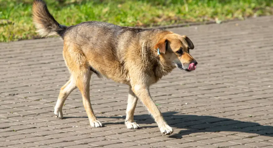 Brązowy pies z niebieską metką na uchu idzie po chodniku, oblizując się. Może właśnie zjadł coś nieodpowiedniego, jak odchody.