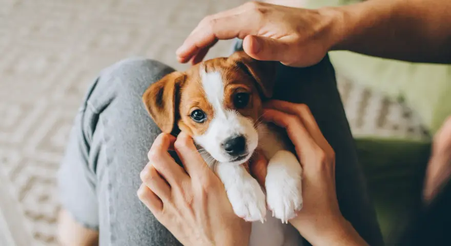 Uroczy szczeniak Jack Russell Terrier w ramionach człowieka. Czas spędzony z matką jest kluczowy dla jego rozwoju.