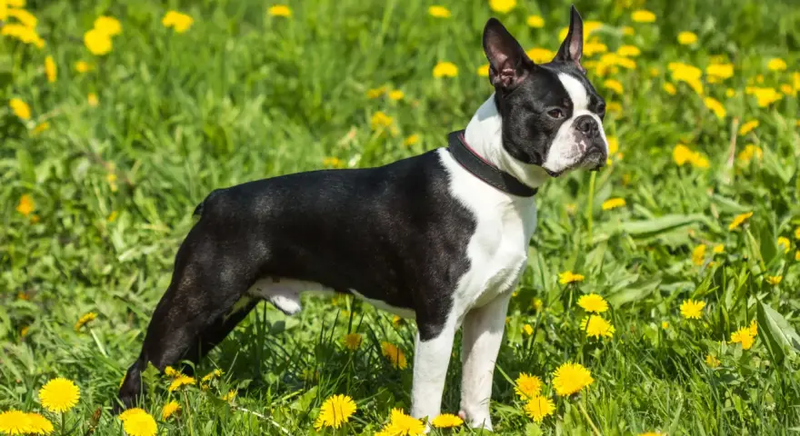 Boston terrier waga idealna, piesek stoi na łące pełnej żółtych mniszków lekarskich.