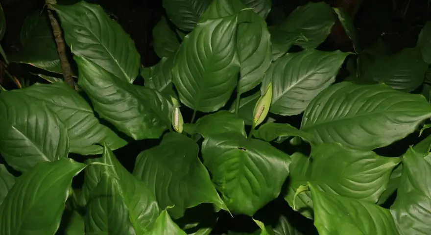 Gęsta aglaonema z pąkami kwiatów, wśród liści czai się mały, czarny kot.