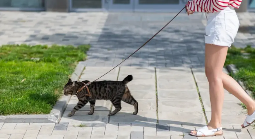 Kot na smyczy, uczony jak nauczyć kota chodzić na smyczy, spaceruje po chodniku obok swojej opiekunki.