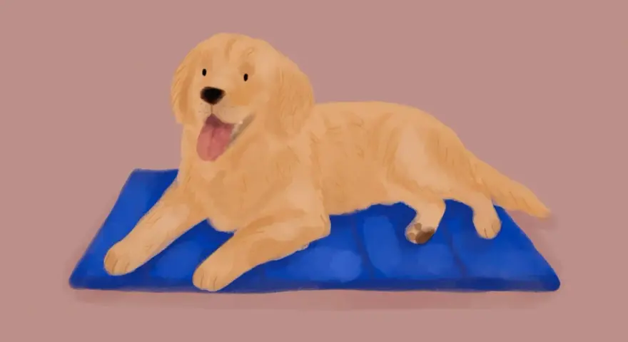 Złoty retriever leży na niebieskiej macie, dysząc. Jego gruczoły potowe pracują, by ochłodzić ciało.