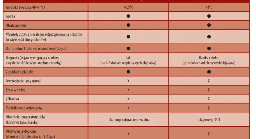 Tabela porównuje objawy panleukopenii u młodego kota i kota dorosłego. Wymienia gorączkę, utratę apetytu, wymioty, biegunkę, objawy neurologiczne i inne.
