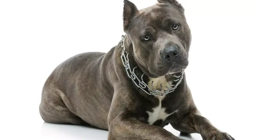 Potężny amstaff w metalowym łańcuchu, idealny do tabeli wagi amstaffa.