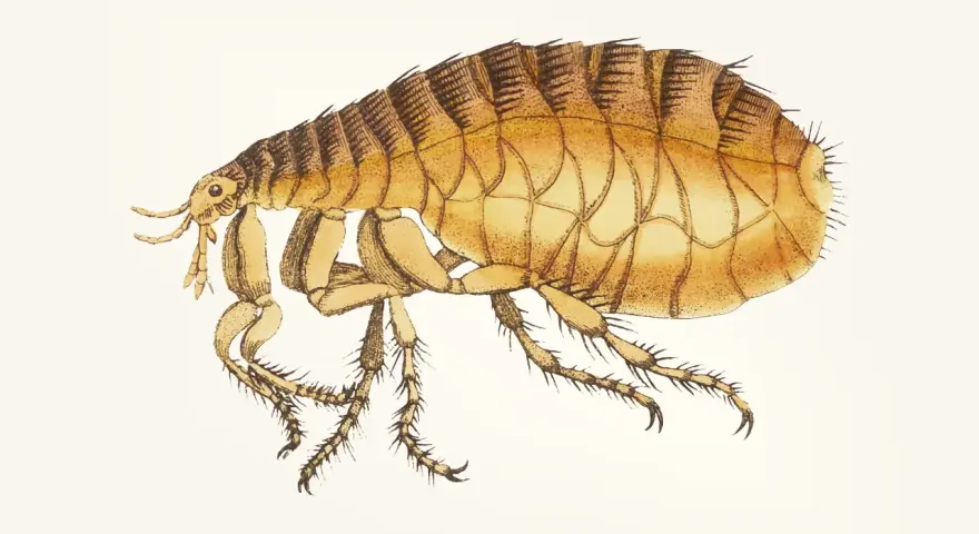 Ilustracja pokazuje, jak wygląda pchła kocia: małe, brązowe, owalne ciało z sześcioma nogami i czułkami.
