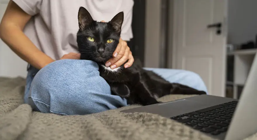 Czarny kot z zielonymi oczami leży na kolanach osoby, która go głaszcze. Obok leży laptop. To moment, kiedy kot zaczyna znaczyć teren, czując się bezpiecznie.