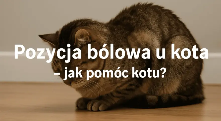 Kot w pozycji bólowej, skulony, z opuszczoną głową. Tekst informuje o tym, jak rozpoznać i pomóc kotu w cierpieniu.