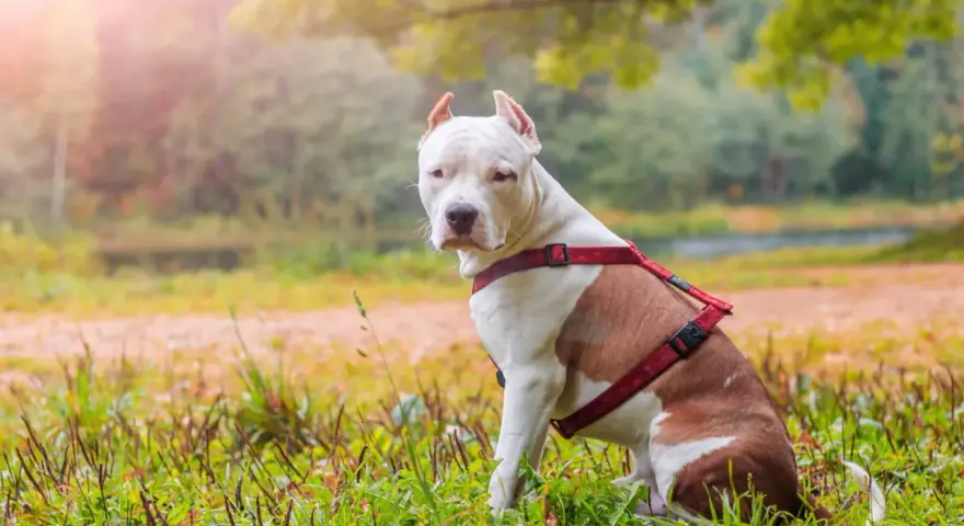 Amstaff w czerwonej uprzęży siedzi na trawie. Zastanawiasz się, ile żyje amstaff? Dbaj o swojego pupila, a będzie cieszył się długim życiem.