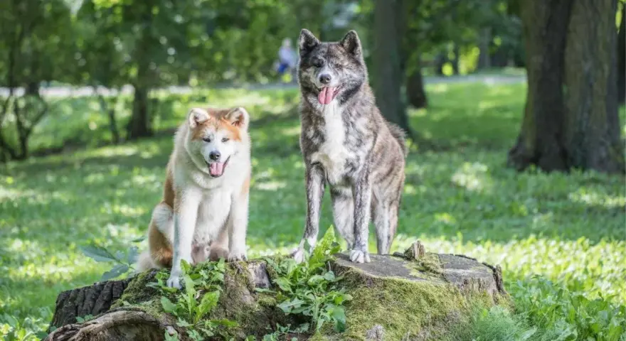 Dwa psy rasy akita inu, jeden rudy, drugi pręgowany, siedzą i stoją na pniu drzewa w parku. Ich charakter jest spokojny i dumny.