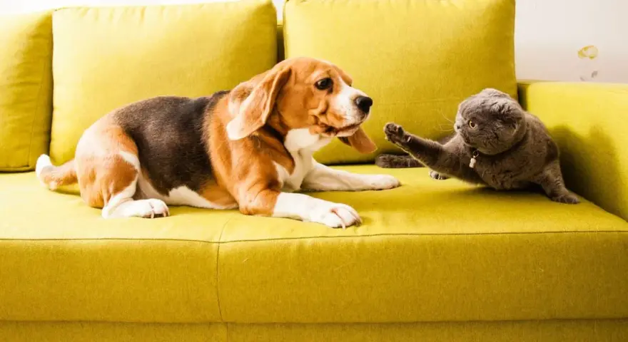 Pies beagle i kot szkocki na kanapie. Jak sprawić, by pies nie atakował kota? Powolne zapoznawanie i pozytywne wzmocnienia.