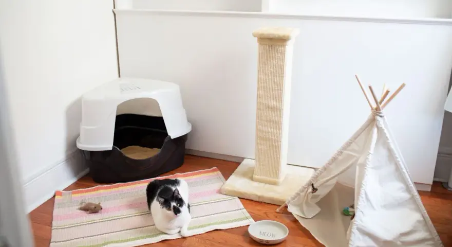 Czarno-biały kotek rozgląda się po swoim nowym domu. Obok kuwety, drapaka i tipi stoi miseczka z napisem "Meow".