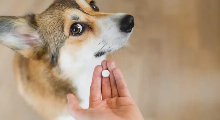 Corgi patrzy na tabletkę na odrobaczenie w dłoni. Po jakim czasie działa tabletka na odrobaczenie psa?