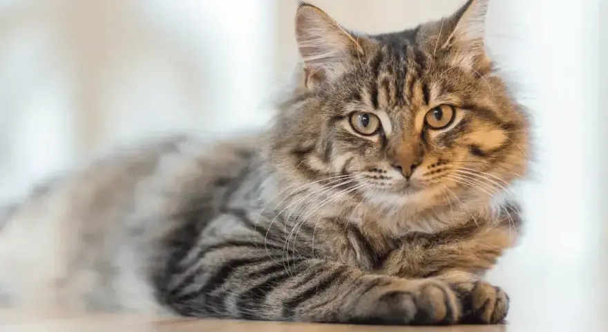 Puszysty kot o pręgowanym futrze leży spokojnie. Zastanawiasz się, czy koty mogą jeść czekoladę? Absolutnie nie!