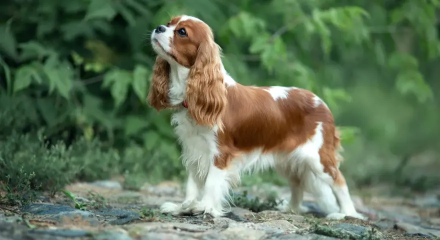 Cavalier king charles spaniel usposobienie: pies o łagodnym spojrzeniu, z długimi, falującymi uszami, stoi na kamienistej ścieżce wśród zieleni.