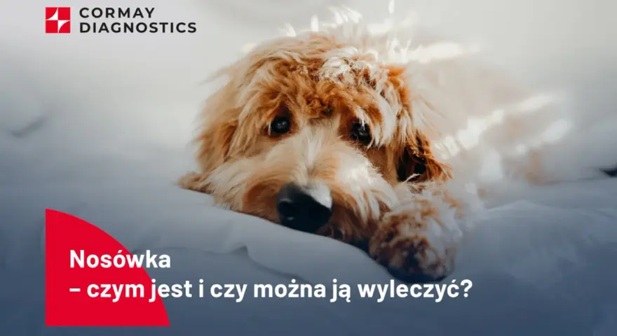 Smutny piesek leży na białym tle. Tekst informuje o objawach nosówki u psa i możliwościach leczenia.