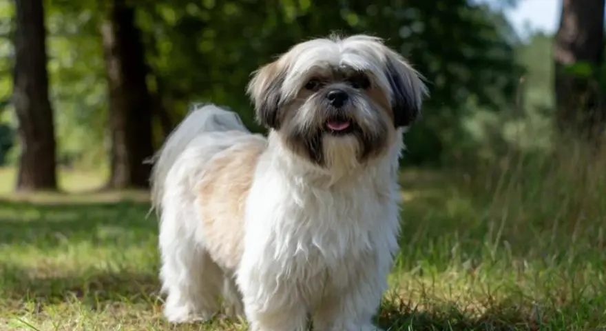 Największy shih tzu, puszysty piesek o białej i brązowej sierści, stoi na trawie w lesie, merdając ogonem.