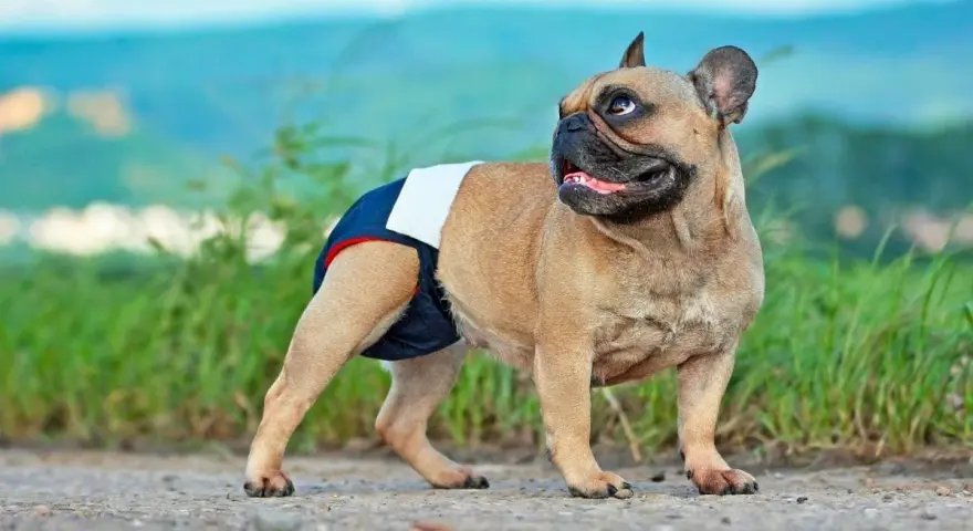 Francuski buldog w pieluszce, gotowy na dni płodne. Cieczka u psa to ważny czas.