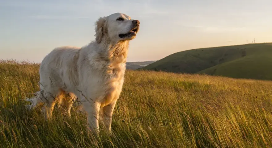 Piękny golden retriever stoi na wzgórzu wśród wysokiej trawy, patrząc w dal.