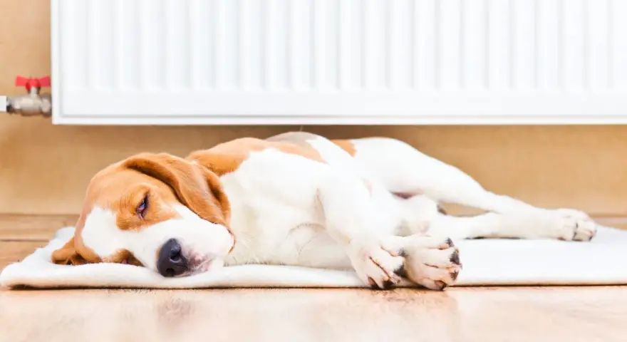 Beagle śpi przy grzejniku, pokazując, jak pies odczuwa temperaturę. Ciepło grzejnika sprawia, że pies jest zrelaksowany i śpi spokojnie.