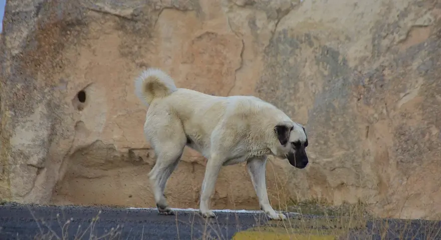Potężny pies kangal na tle skalistego krajobrazu.