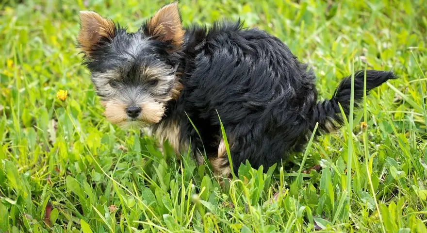 Mały, kudłaty piesek Yorkshire Terrier w trawie. Widać, że właśnie zrobił czarną kupę u psa.