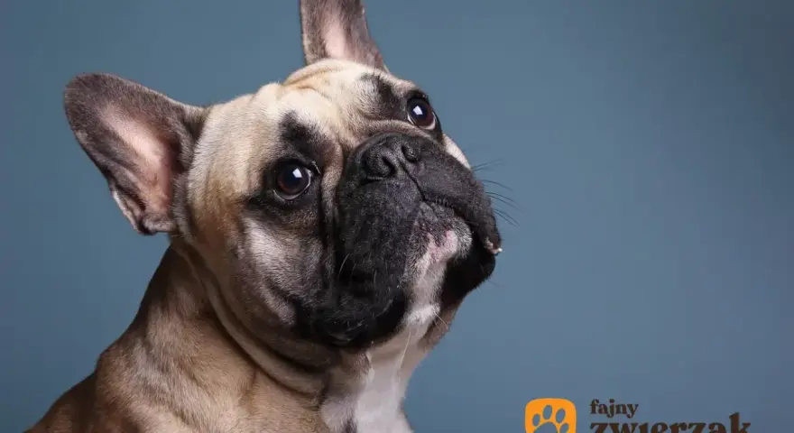 Uroczy buldog francuski, którego waga jest idealna do przytulania, patrzy z zaciekawieniem w górę.