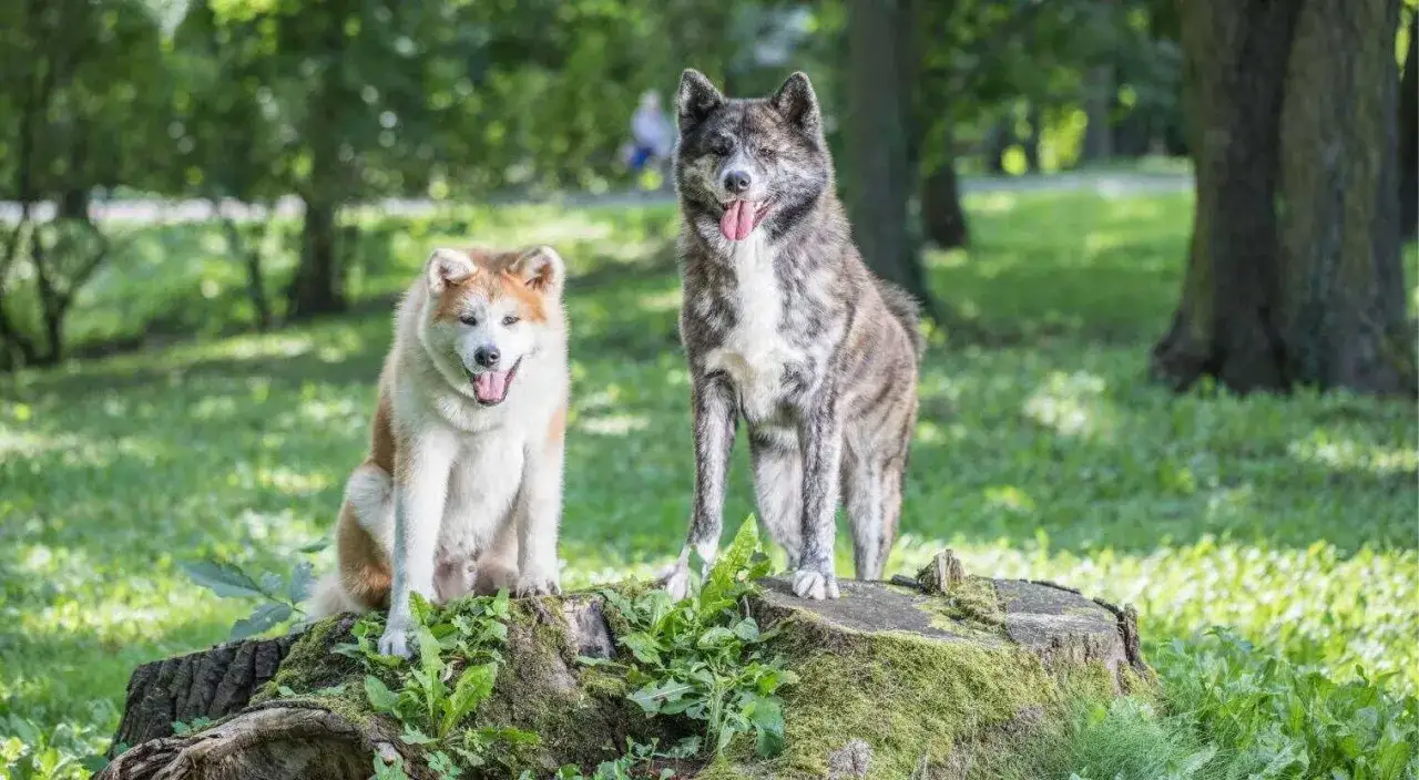 Dwa psy rasy akita inu, jeden rudy, drugi pręgowany, siedzą i stoją na pniu drzewa w parku. Ich charakter jest dumny i spokojny.