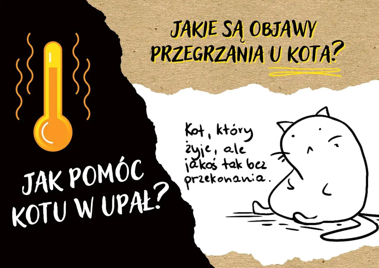Termometr i kot bez przekonania. Jak pom&oacute;c kotu w upał? Jakie są objawy przegrzania u kota?