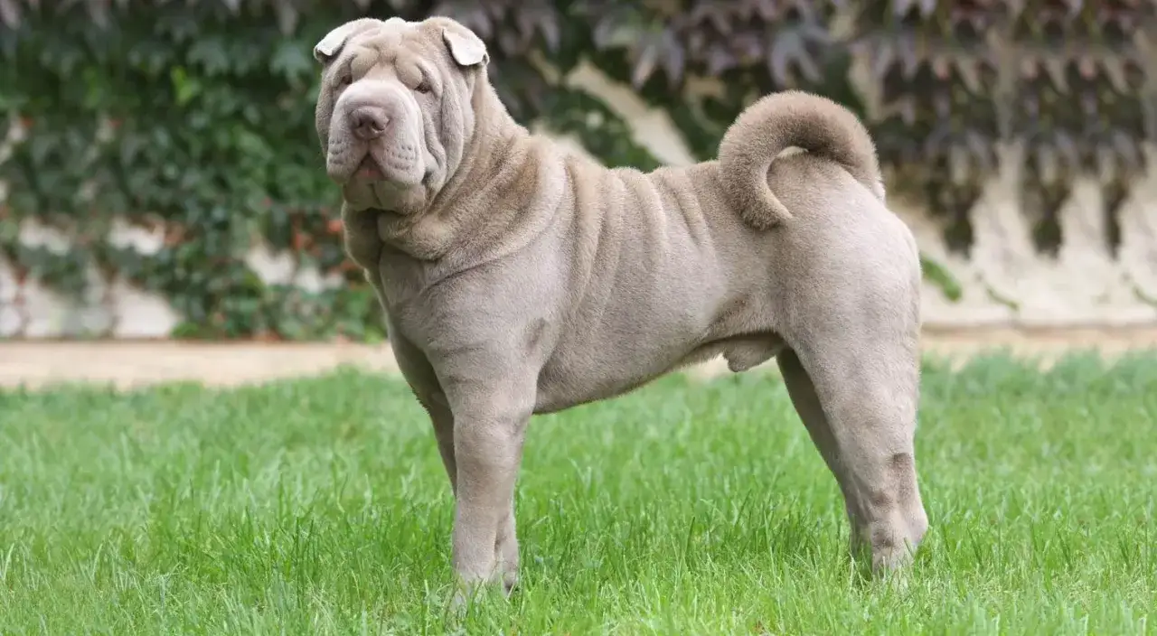 Pies rasy shar pei z charakterystycznymi zmarszczkami na pysku stoi na zielonej trawie.