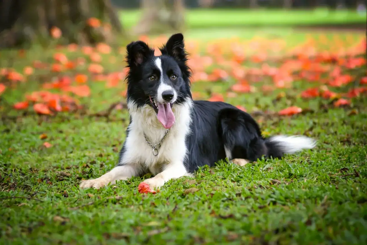 Czarny i biały border collie leży na trawie, otoczony pomarańczowymi liśćmi. Długość życia tej rasy jest imponująca, często przekracza 15 lat.