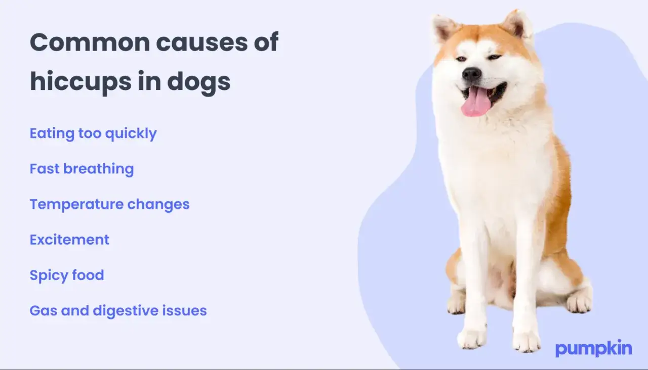 Uroczy pies rasy Akita siedzi, a obok wypisano przyczyny czkawki u psa: jedzenie zbyt szybko, szybkie oddychanie, zmiany temperatury, ekscytacja, pikantne jedzenie, gazy i problemy trawienne.