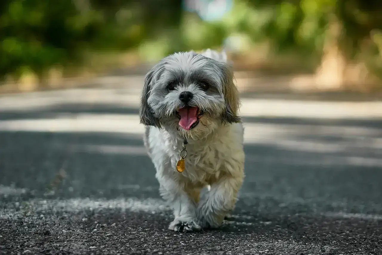 Szczęśliwy, największy shih tzu z językiem na wierzchu idzie po ścieżce, ciesząc się spacerem.