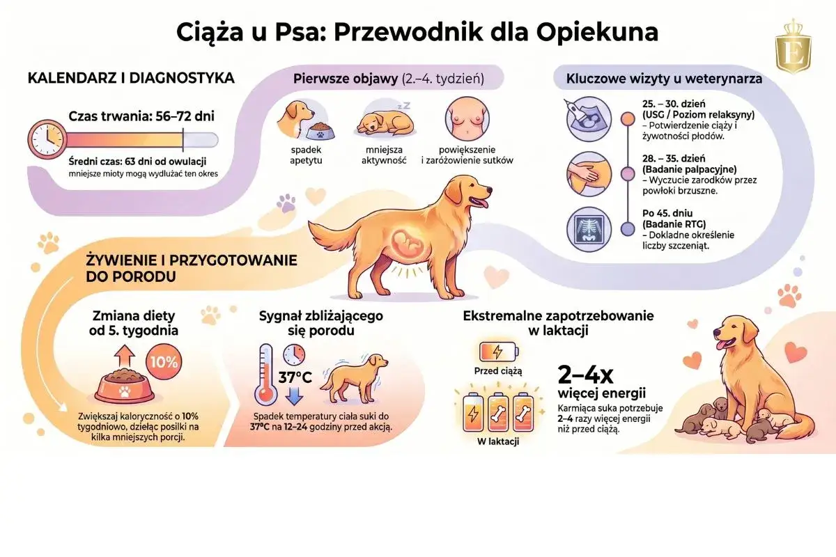 Wszystko o tym, ile pies jest w ciąży: od pierwszych objaw&oacute;w, przez wizyty u weterynarza, po przygotowanie do porodu i laktacji.