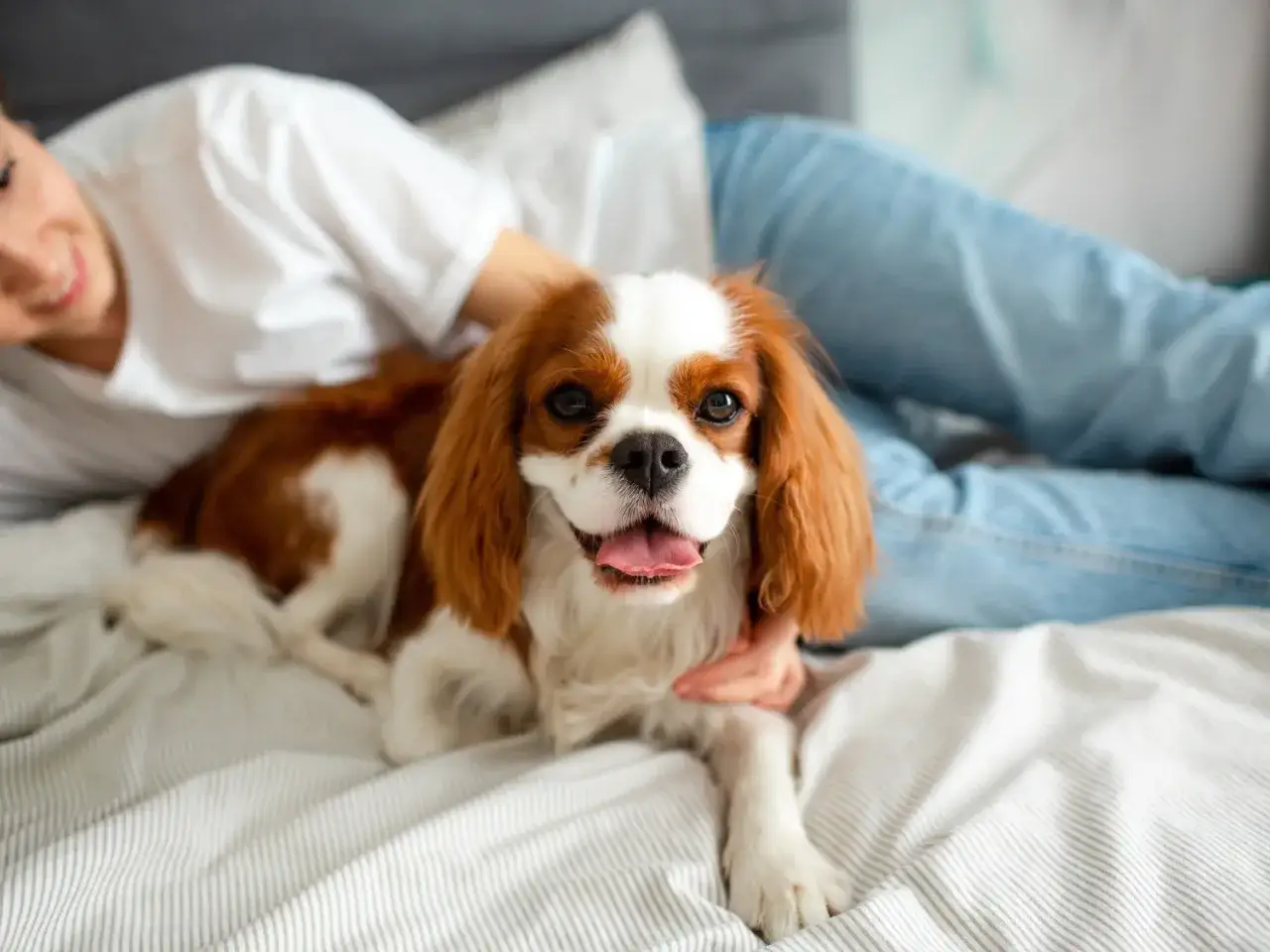 Uśmiechnięta osoba głaszcze Cavaliera King Charles Spaniela, jedną z uroczych ras ps&oacute;w, leżącego na ł&oacute;żku.