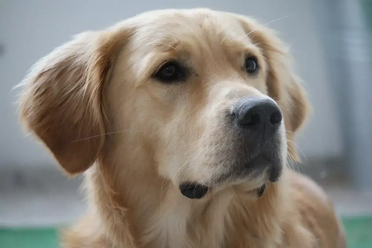 Uroczy golden retriever w odcieniach złota i beżu, z czarnym nosem i błyszczącymi oczami.