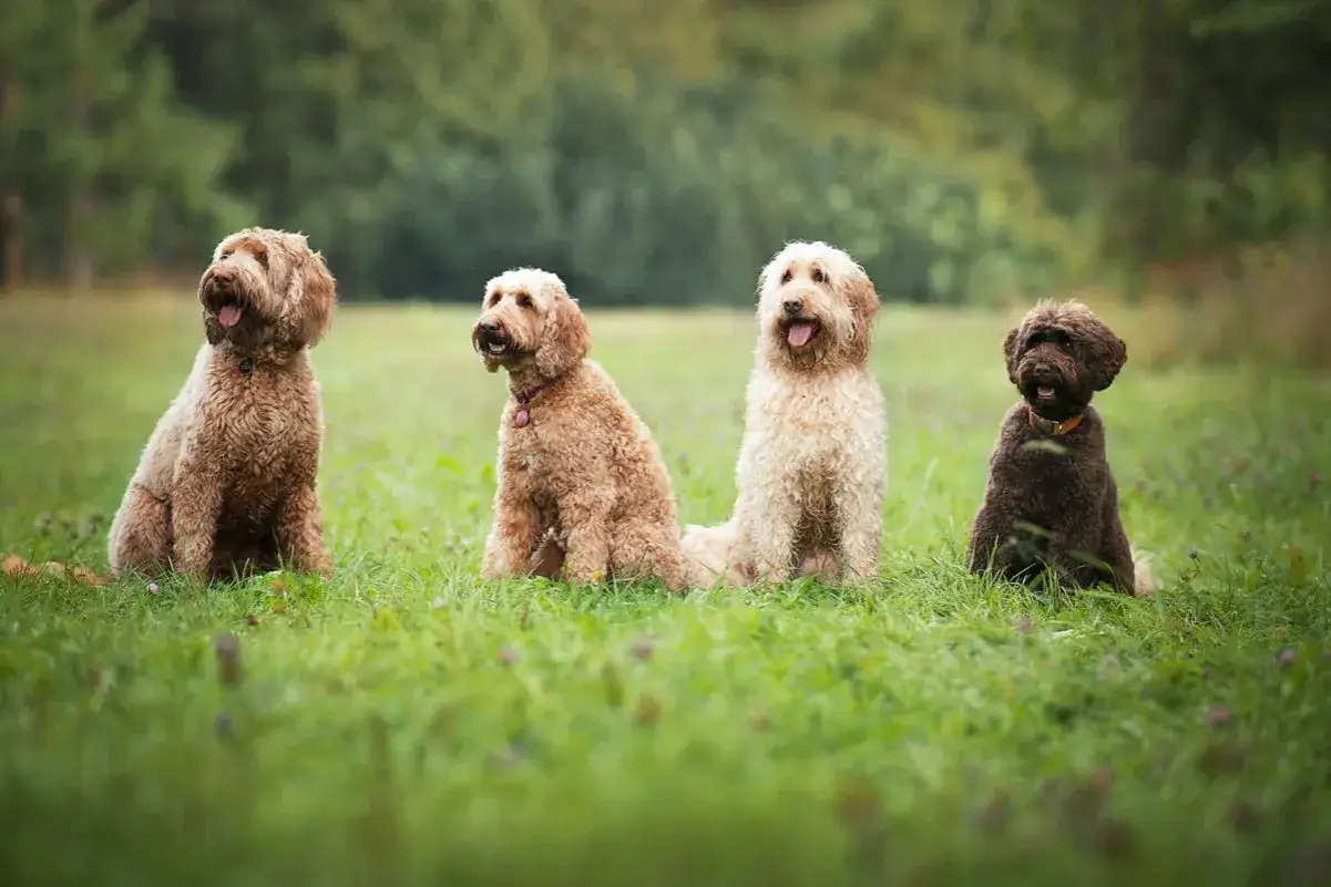 Cztery urocze psy rasy mieszanka pudla z labradorem siedzą na trawie w parku.