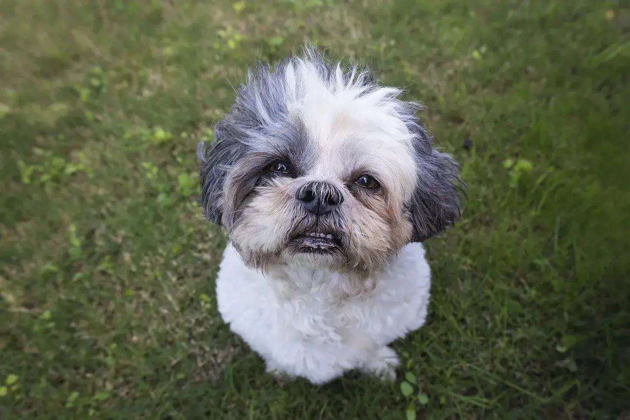 Uroczy shih tzu siedzi na trawie. Jego waga jest idealna dla tej rasy.
