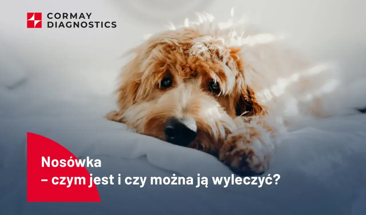 Smutny piesek leży na białym tle. Tekst informuje o objawach nos&oacute;wki u psa i możliwościach leczenia.