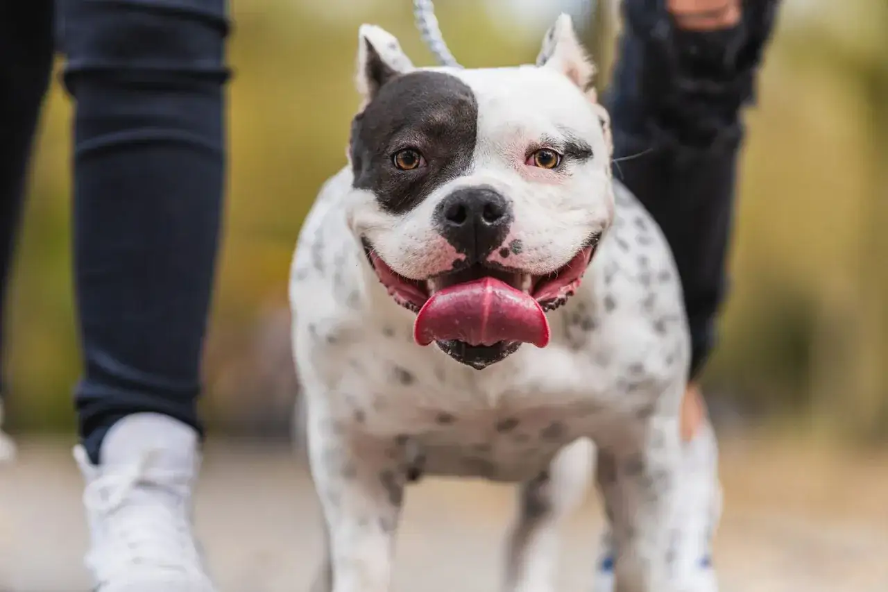 Uśmiechnięty pitbull w łaty, z czarną plamą na oku, na spacerze z właścicielem.