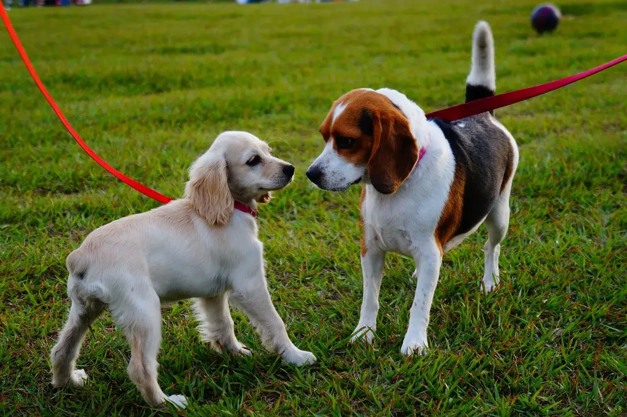 Dwa psy na spacerze, jasny szczeniak i beagle, poznają się na trawie.